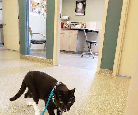BluePearl Pet Hospital