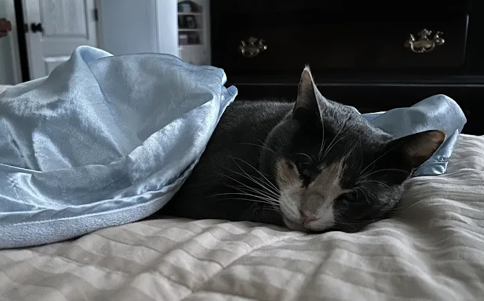 BluePearl Pet Hospital Picture 5