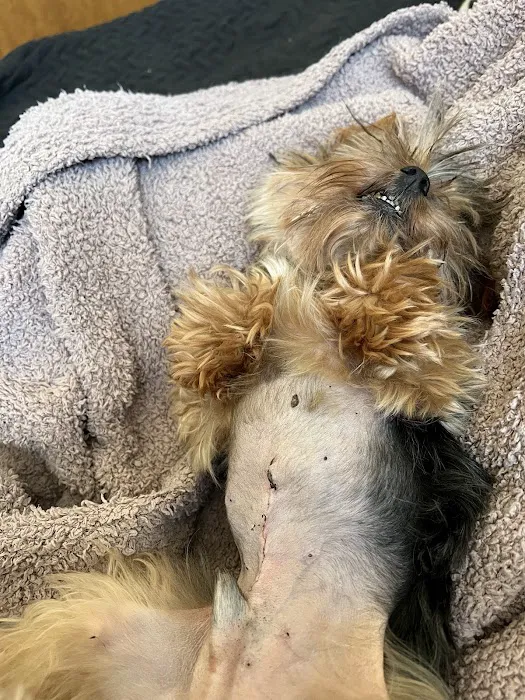 BluePearl Pet Hospital Picture 7