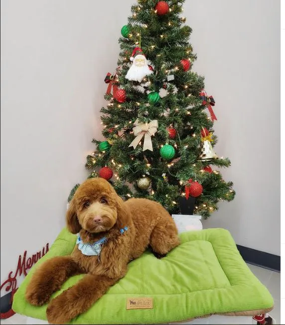 Pet Story NY Picture 4