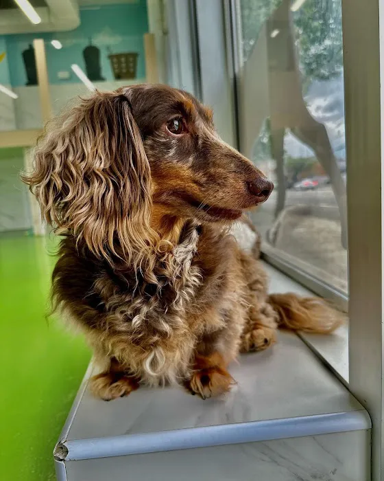 Pet Story NY Picture 6