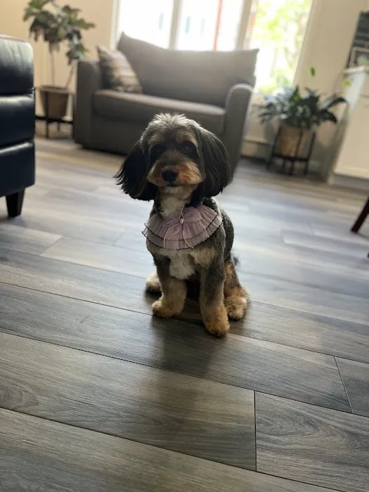Pet Story NY Picture 8