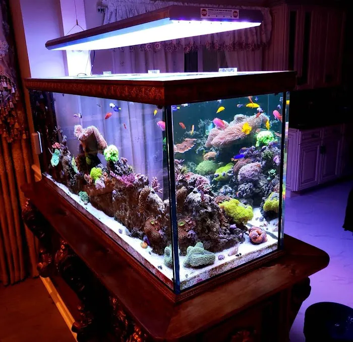 Pristine Marine Aquariums Picture 2