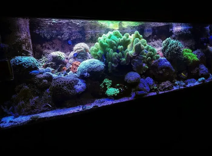 Pristine Marine Aquariums Picture 1