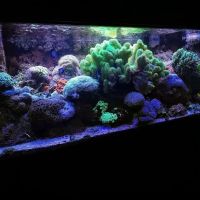 Pristine Marine Aquariums ico