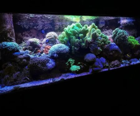 Pristine Marine Aquariums