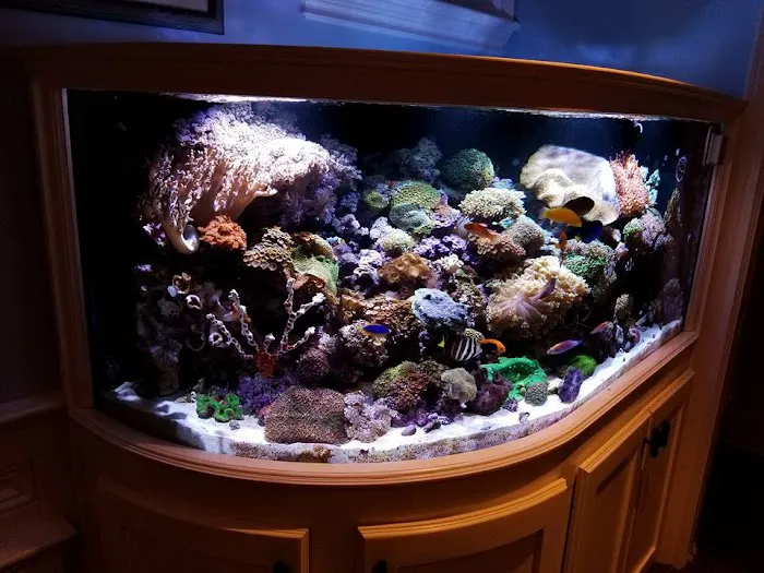 Pristine Marine Aquariums Picture 6