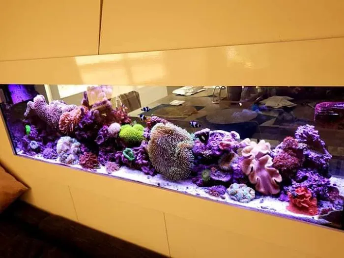Pristine Marine Aquariums Picture 4