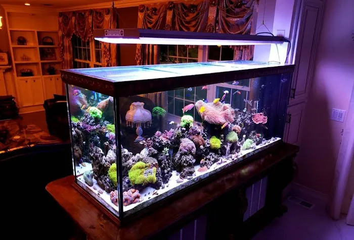 Pristine Marine Aquariums Picture 8