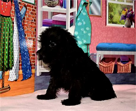 Best Puppies For Sale Picture 3