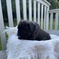 Best Puppies For Sale ico