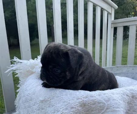 Best Puppies For Sale