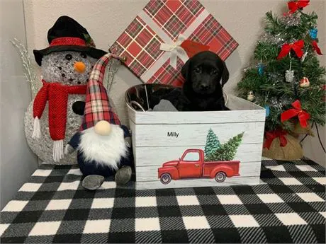 Best Puppies For Sale Picture 4