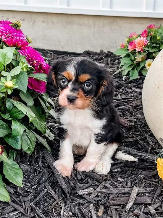 Best Puppies For Sale Picture 5