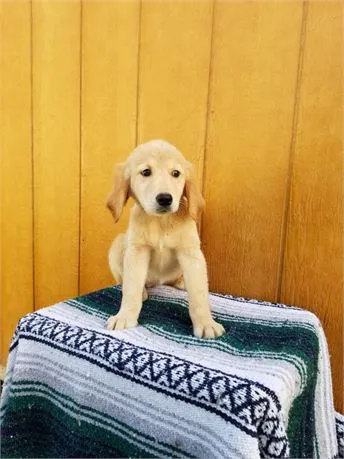 Best Puppies For Sale Picture 9