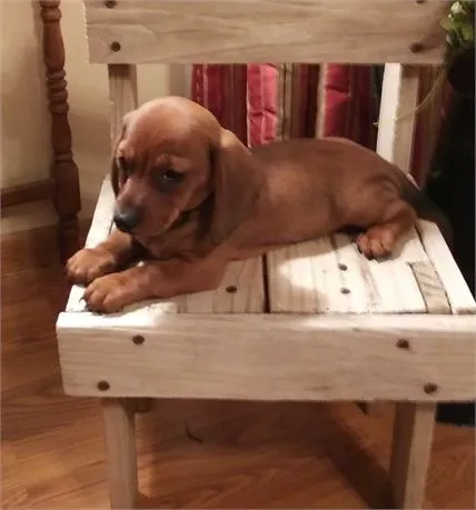 Best Puppies For Sale Picture 8