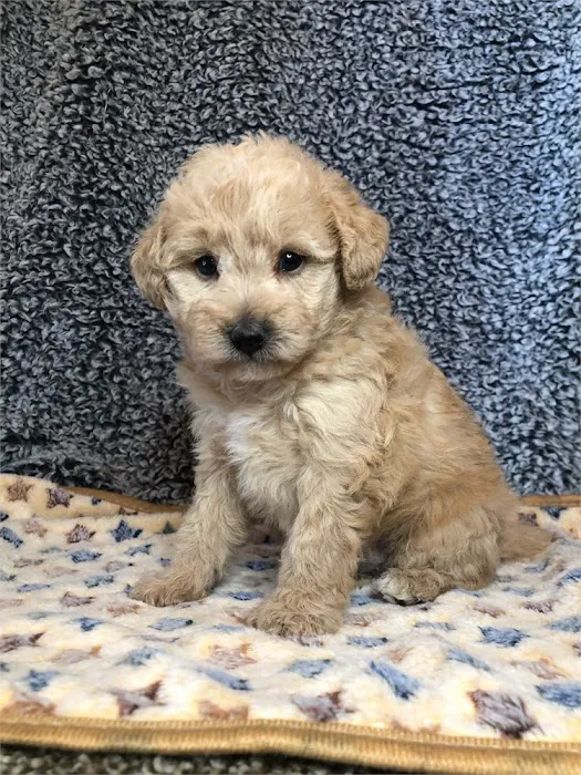 Best Puppies For Sale Picture 10