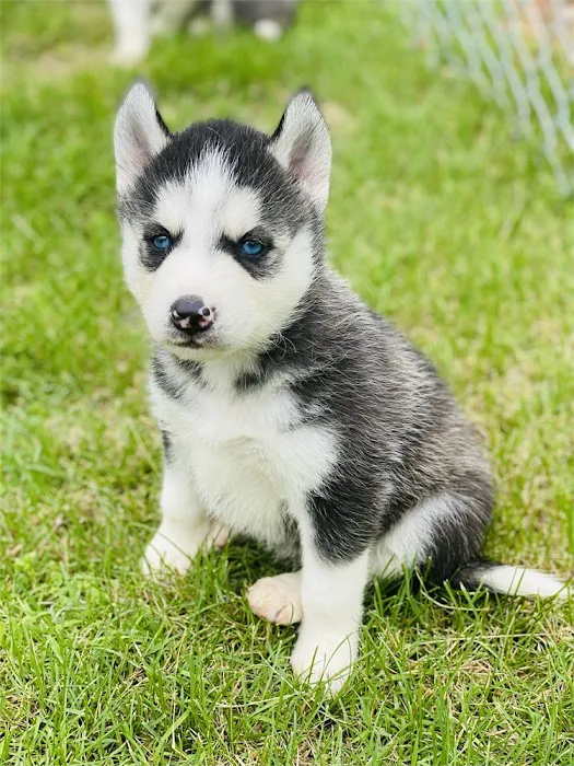 Best Puppies For Sale Picture 7