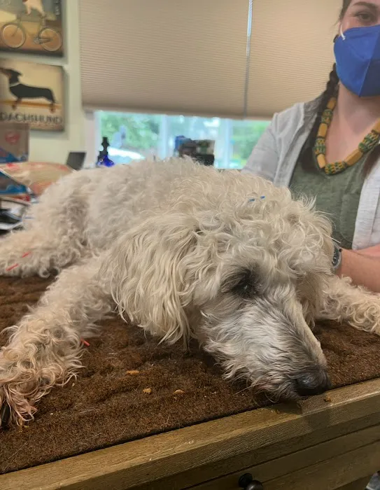 Dr. Karen Collins, VMD, LCC - Holistic Pet Healing Picture 2