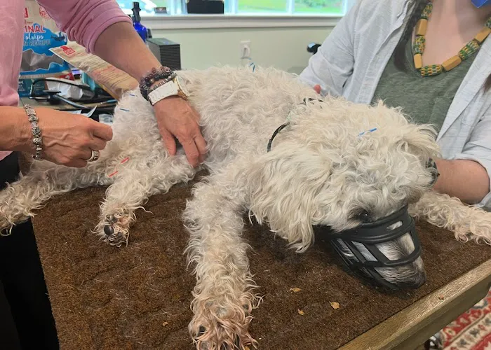 Dr. Karen Collins, VMD, LCC - Holistic Pet Healing Picture 1