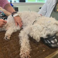 Dr. Karen Collins, VMD, LCC - Holistic Pet Healing ico