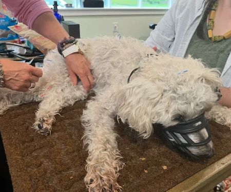 Dr. Karen Collins, VMD, LCC - Holistic Pet Healing