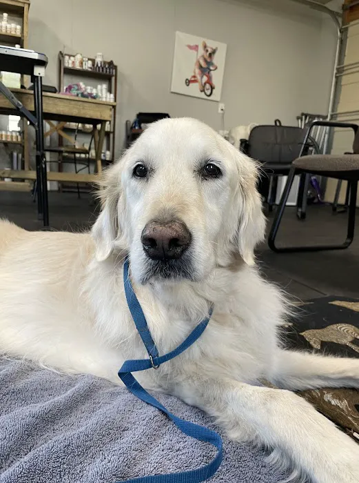 Dr. Karen Collins, VMD, LCC - Holistic Pet Healing Picture 3