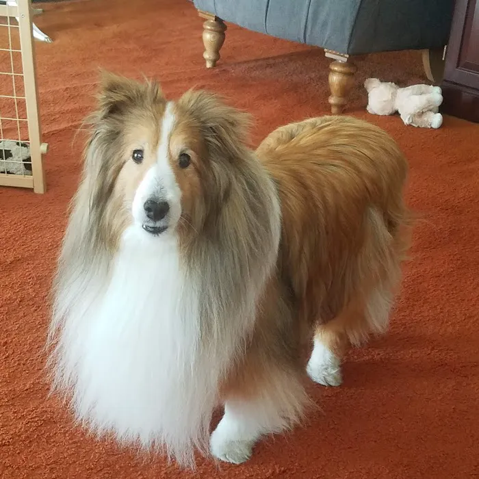 Dr. Karen Collins, VMD, LCC - Holistic Pet Healing Picture 4