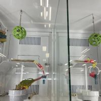 Petco ico