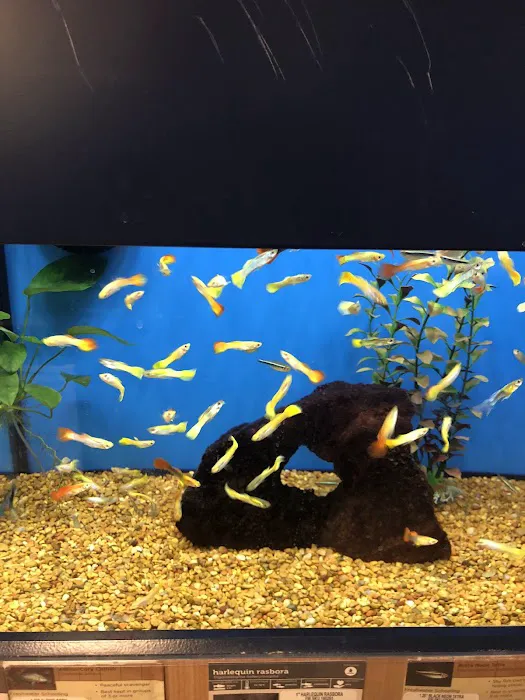 Petco Picture 4