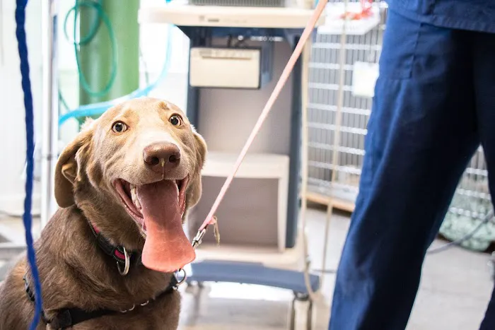 Family Pet Clinic Southampton Picture 1