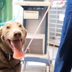 Family Pet Clinic Southampton