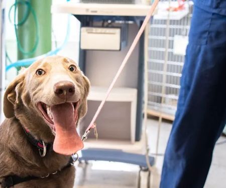 Family Pet Clinic Southampton