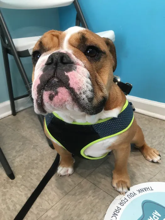 Family Pet Clinic Southampton Picture 6