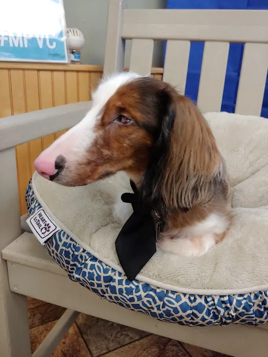 My Pet's Veterinary Center Picture 3