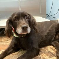 My Pet's Veterinary Center ico