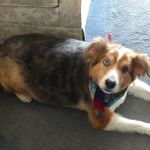 Creek's Edge Animal Hospital