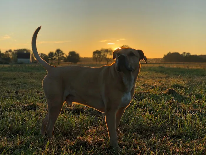 Creek's Edge Animal Hospital Picture 2