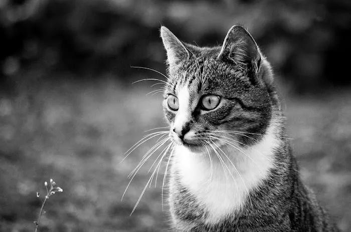Le Chat Cat Hospital- Dr. Kathleen Small Picture 1