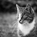 Le Chat Cat Hospital- Dr. Kathleen Small