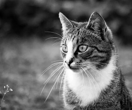 Le Chat Cat Hospital- Dr. Kathleen Small