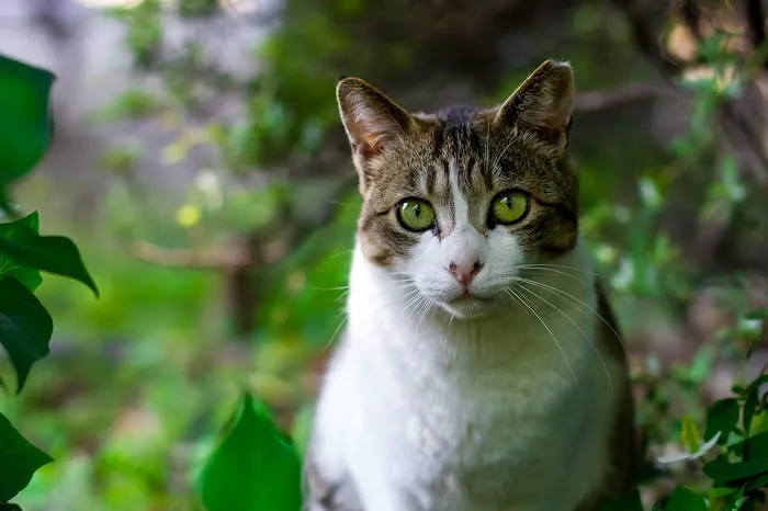Le Chat Cat Hospital- Dr. Kathleen Small Picture 2