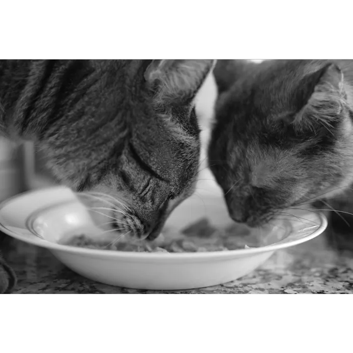 Le Chat Cat Hospital- Dr. Kathleen Small Picture 6