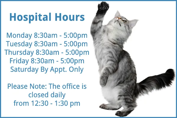 Le Chat Cat Hospital- Dr. Kathleen Small Picture 5