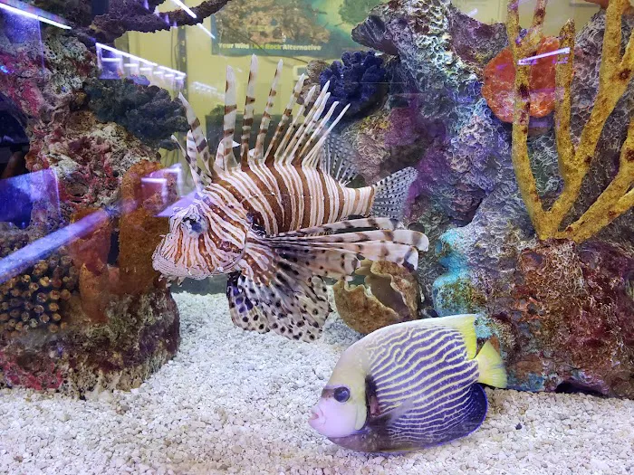 Aquaridise Picture 4