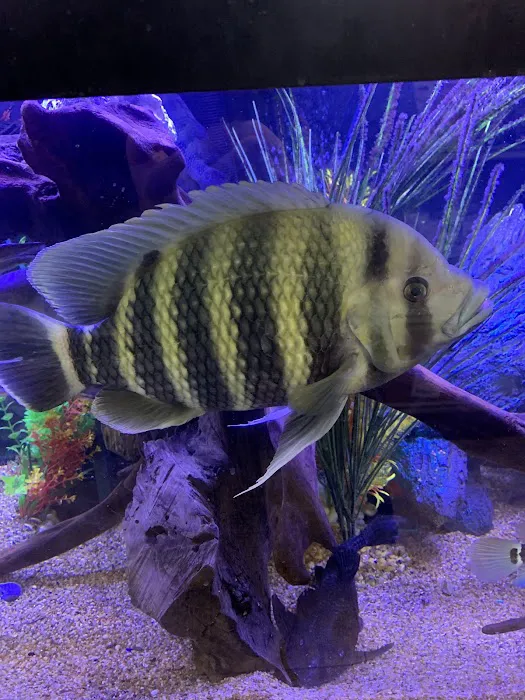 Aquaridise Picture 7