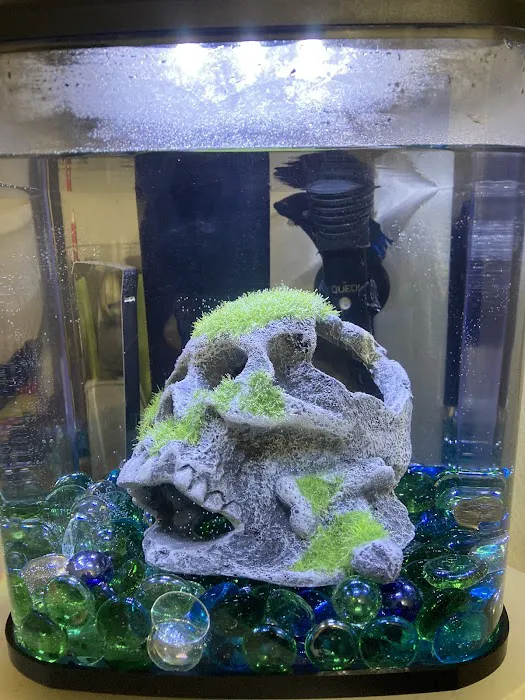 Aquaridise Picture 9