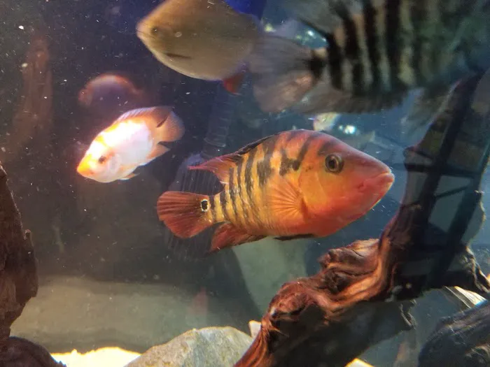 Aquaridise Picture 10