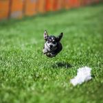 Veterinarian Recommended Solutions