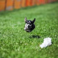 Veterinarian Recommended Solutions ico